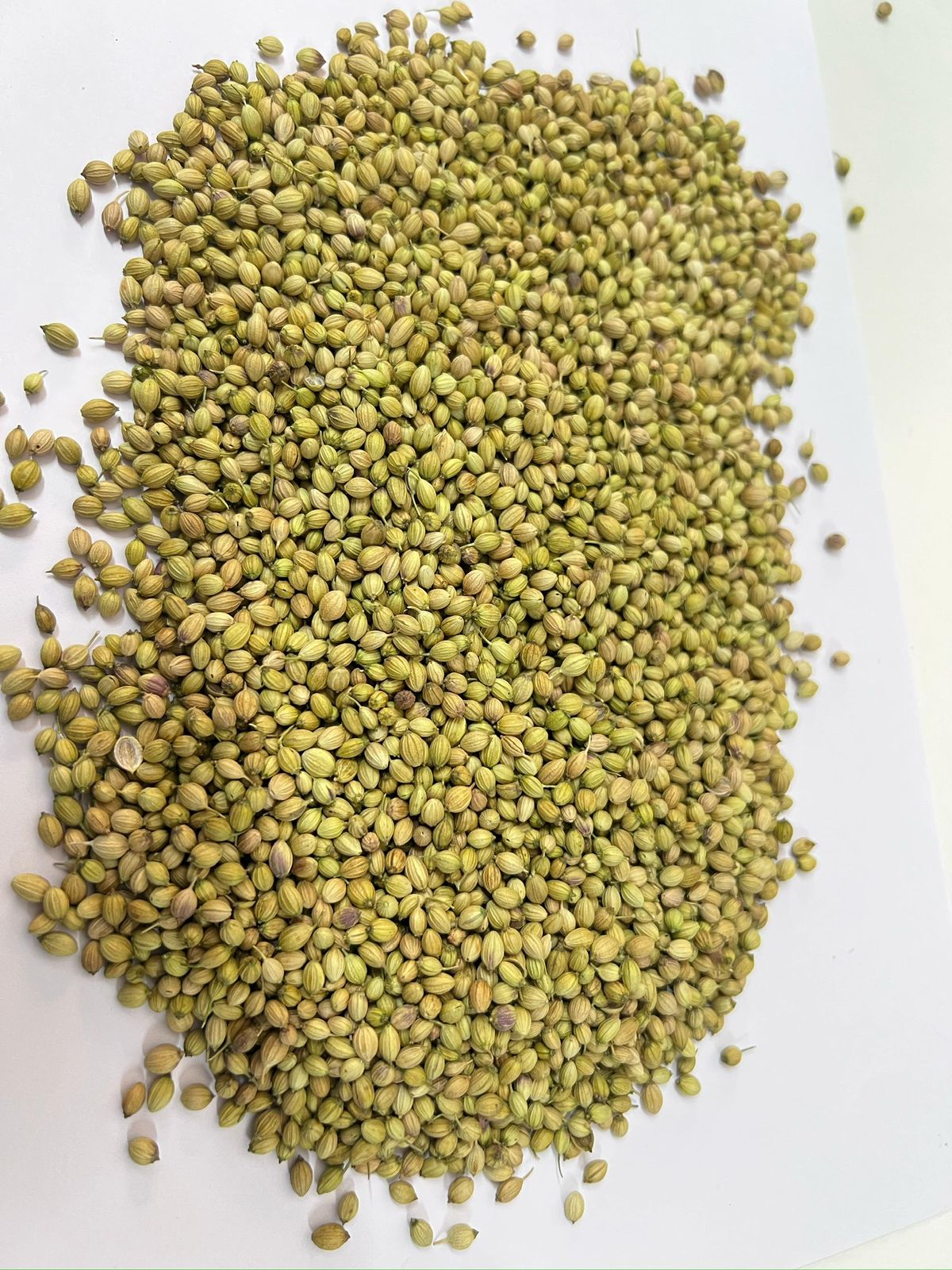 Coriander Seeds